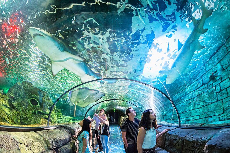 Picture of Sea Life Minnesota Aquarium