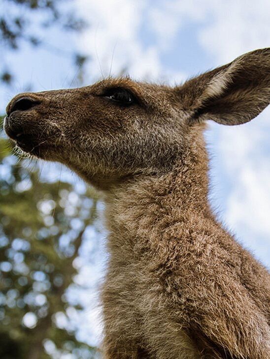 Picture of Aggieland Wild Animal Safari