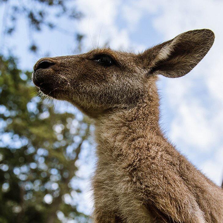 Picture of Aggieland Wild Animal Safari