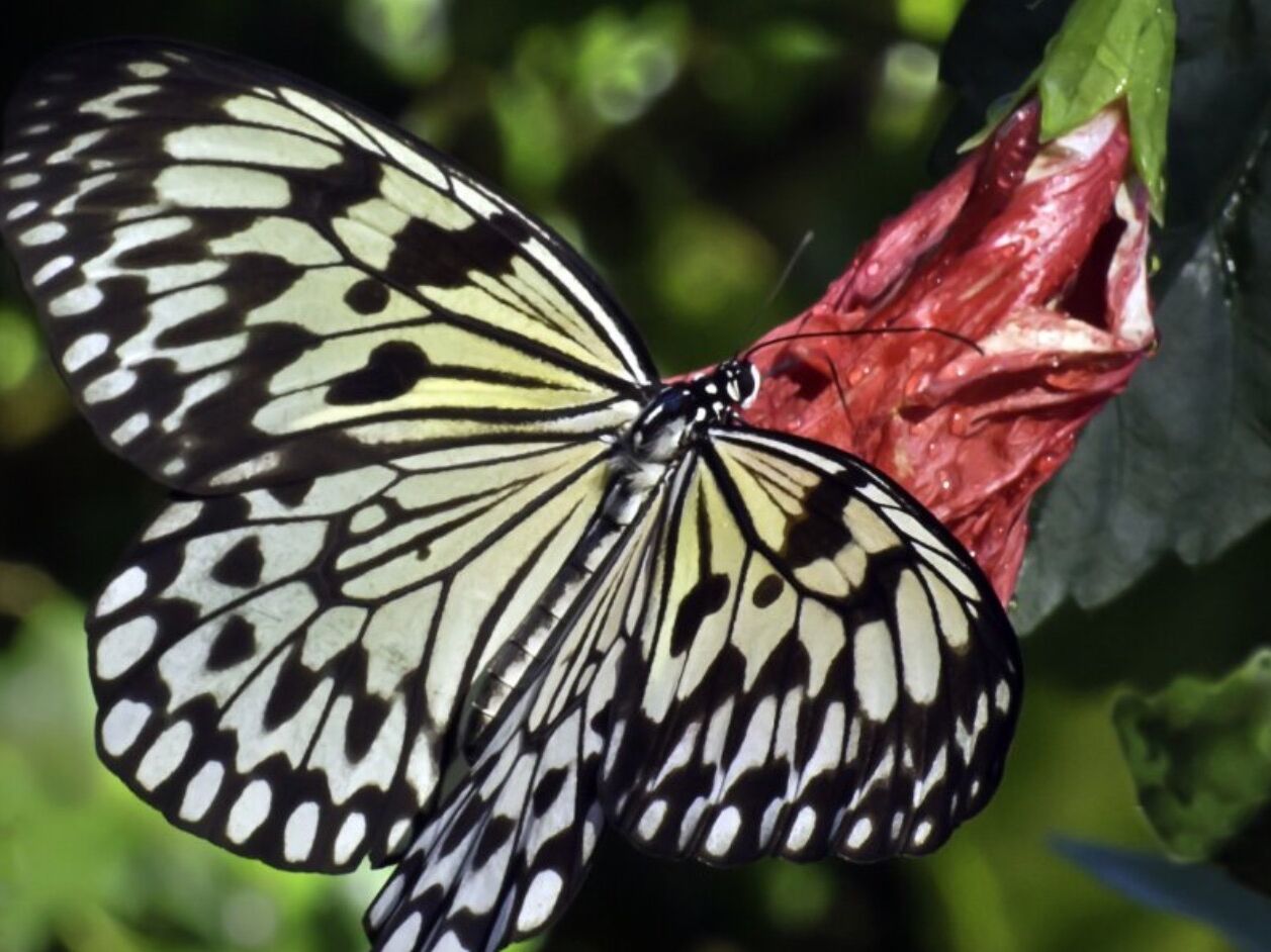 Picture of Butterfly Farm
