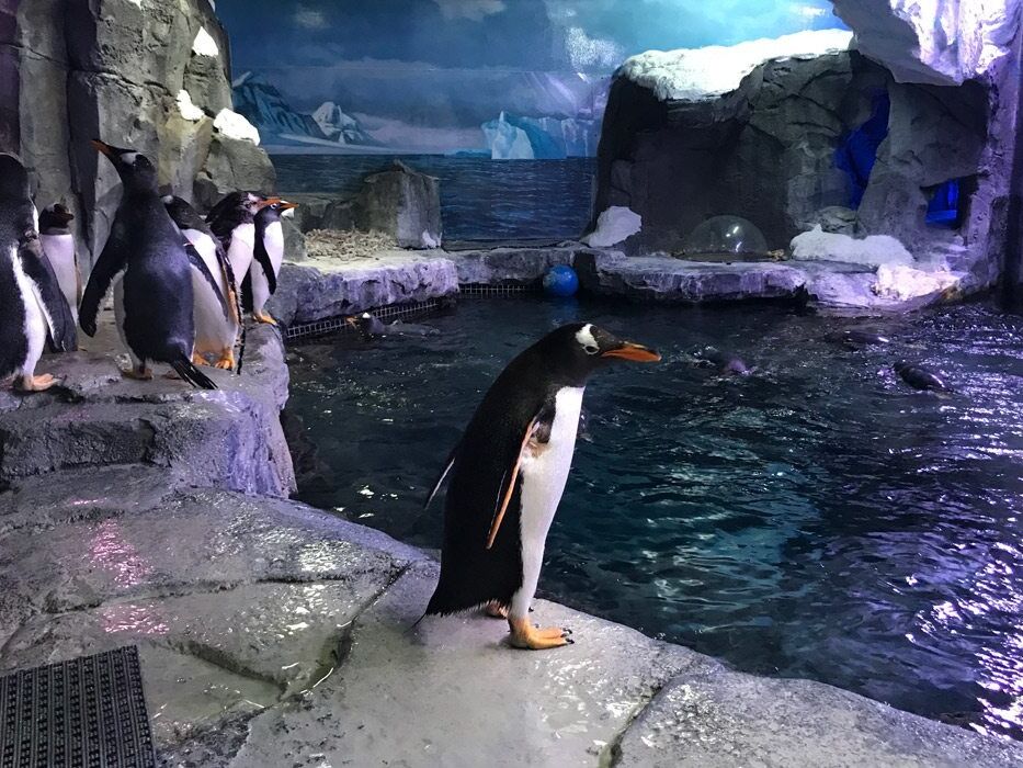 Picture of Wonders Of Wildlife National Museum & Aquarium