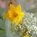 Yellow daffodils were mixed with baby's breath and arranged inside a glass bottle to serve as a centerpiece.