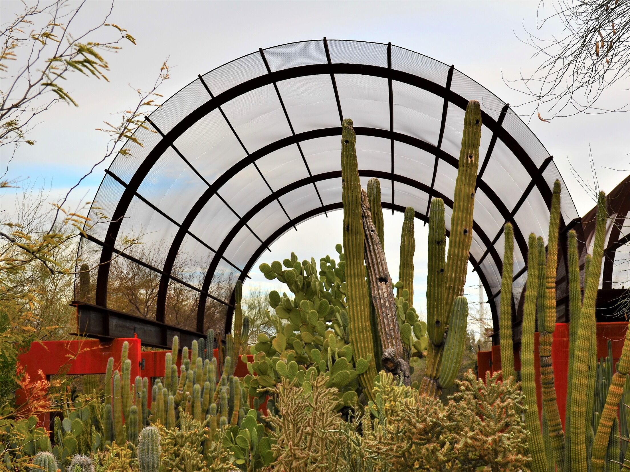 Picture of Desert Botanical Garden