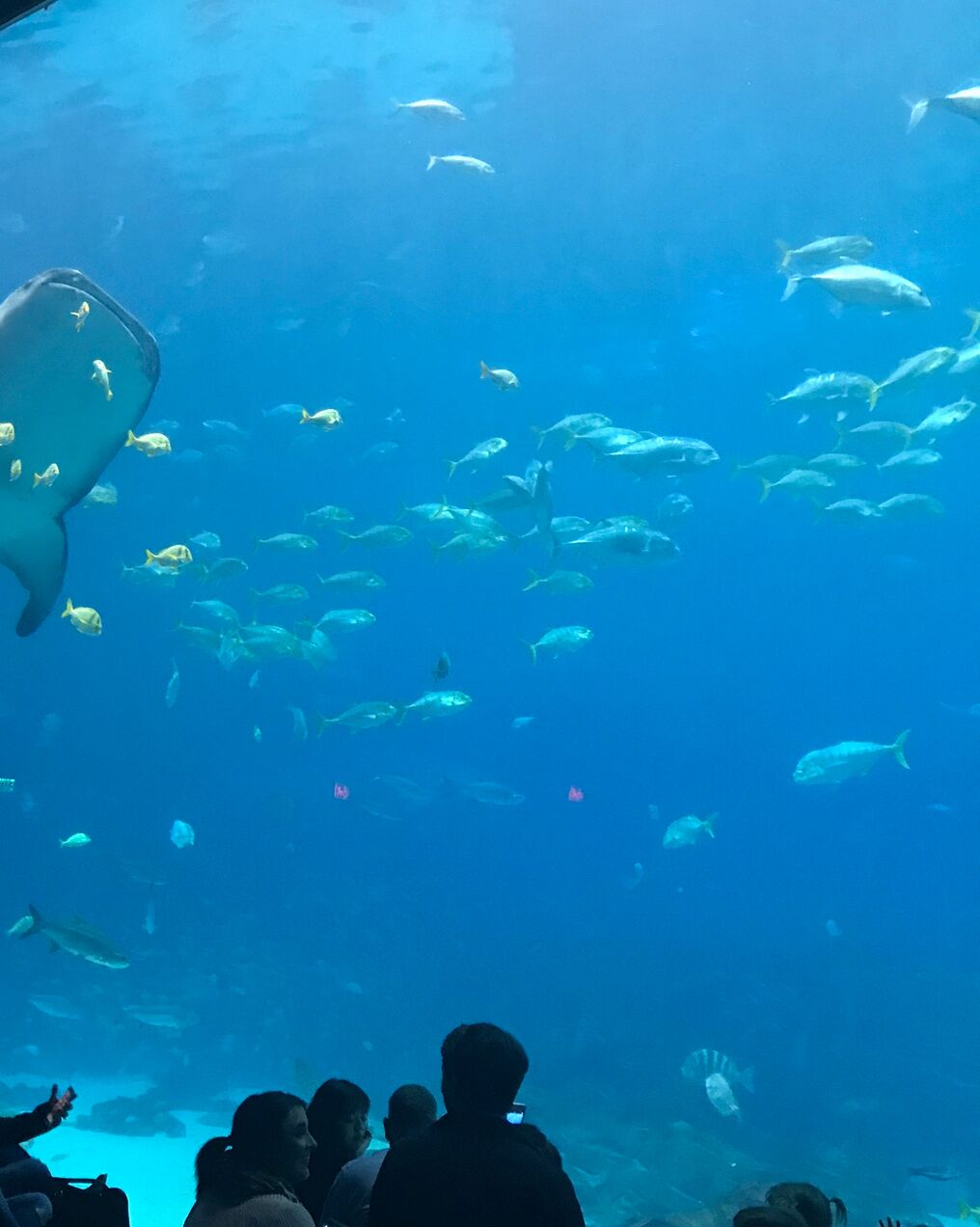 Picture of Georgia Aquarium