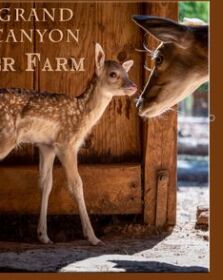 Picture of Grand Canyon Deer Farm