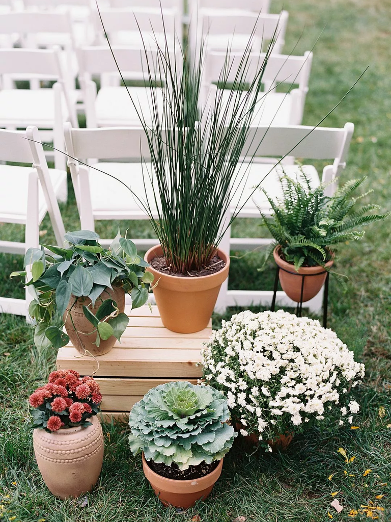 A collection of vibrant and funky-cool potted plants.