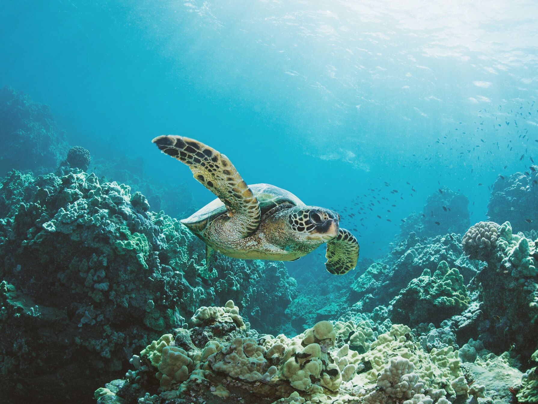 Picture of Snorkeling & Diving