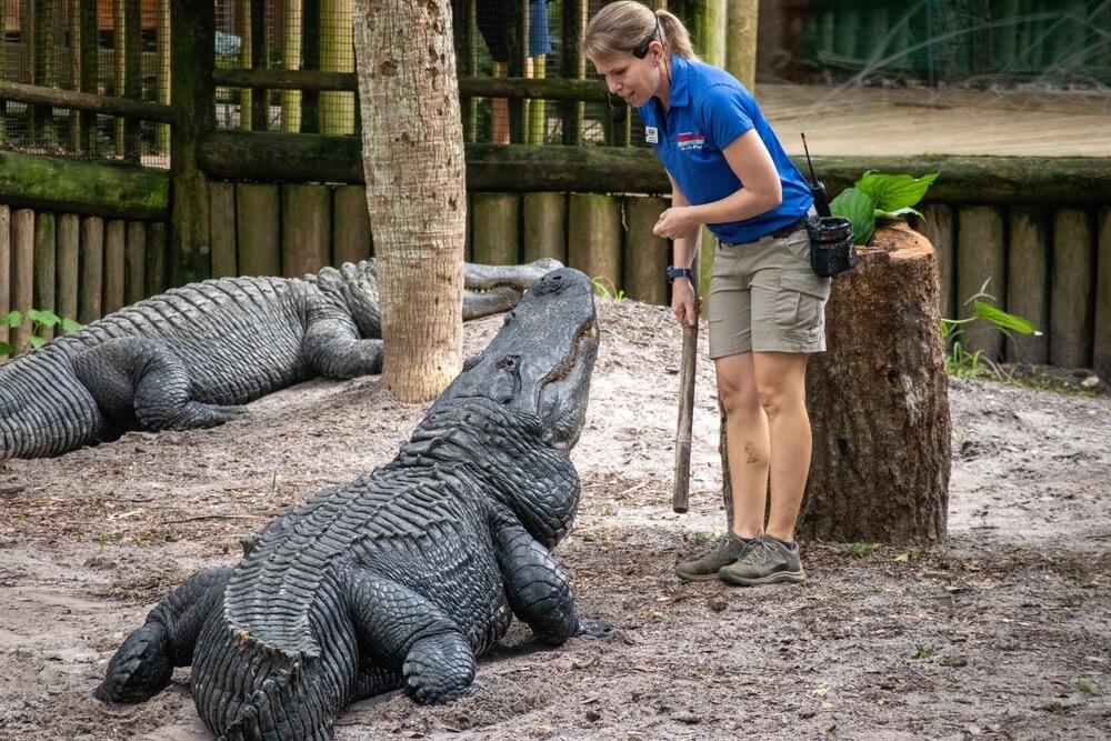 Picture of St. Augustine Alligator Farm Zoological Park