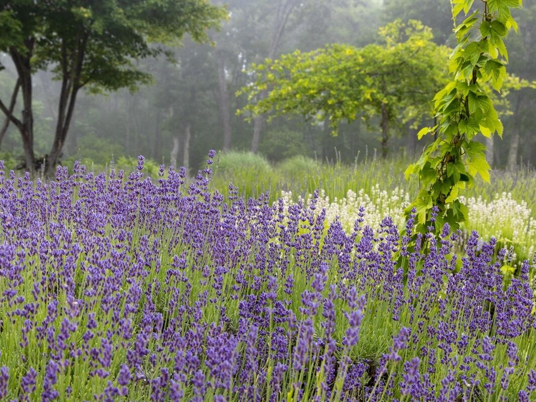 Picture of Cape Cod Lavender Farm