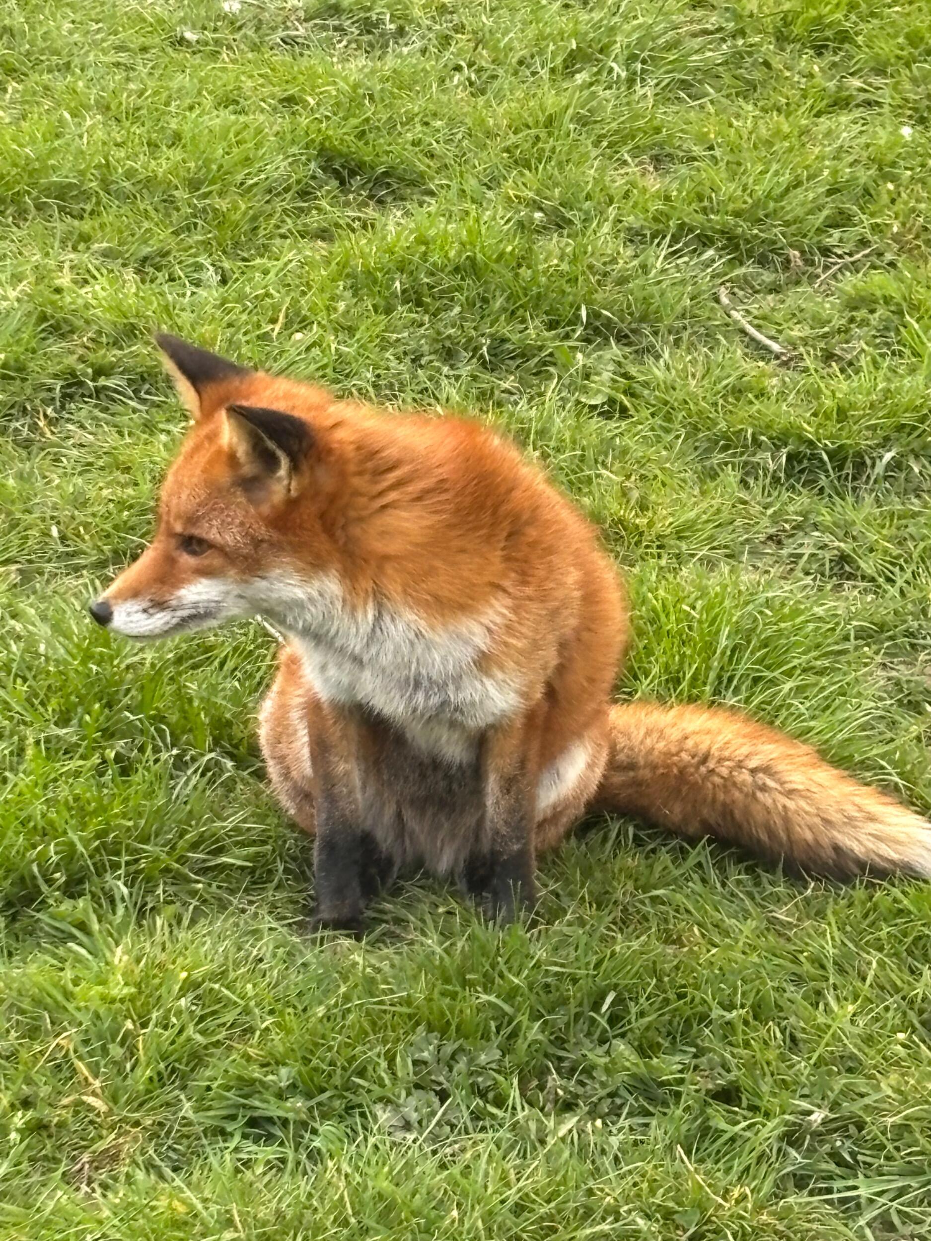 Fox.