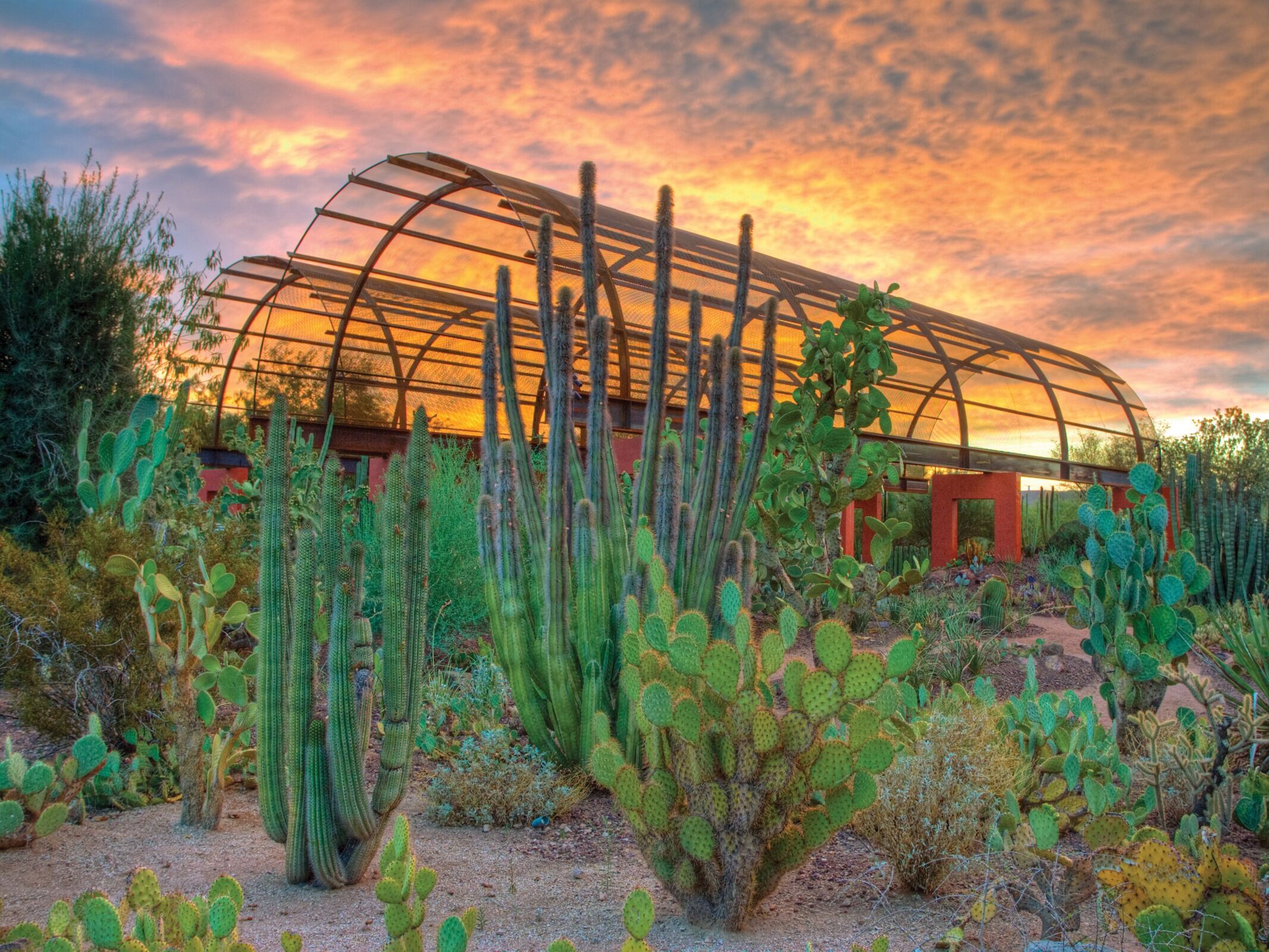 Picture of Desert Botanical Garden
