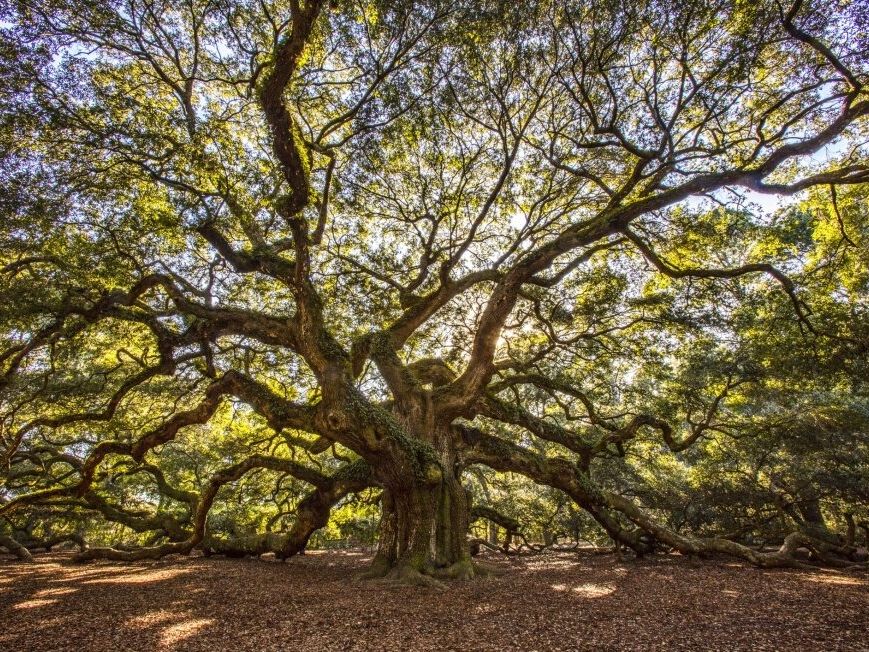 Picture of Angel Oak Tree