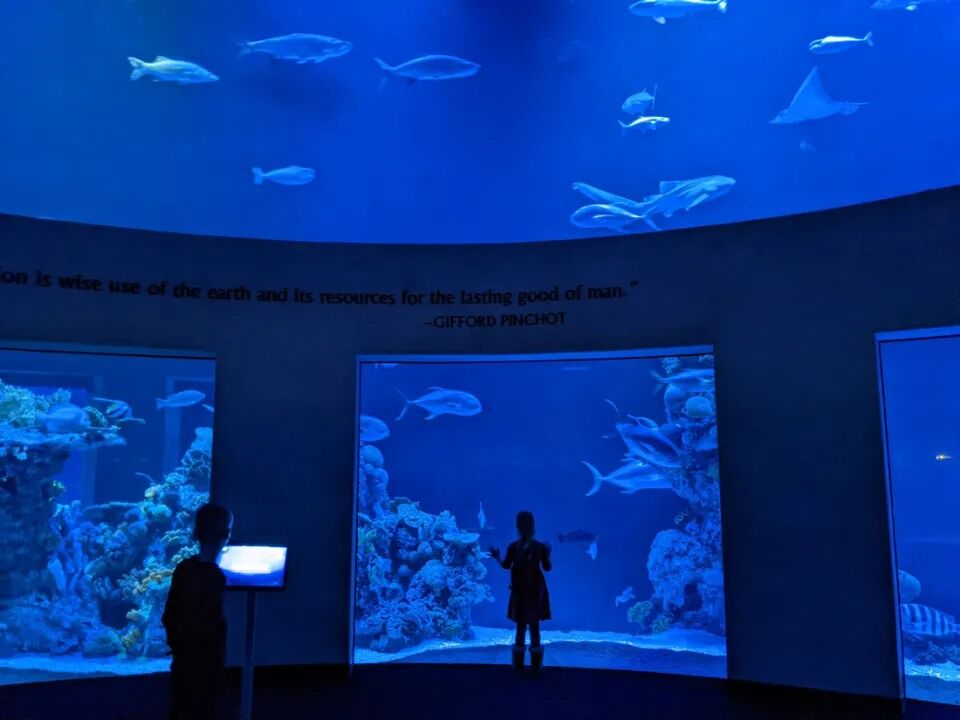 Picture of Wonders Of Wildlife National Museum & Aquarium