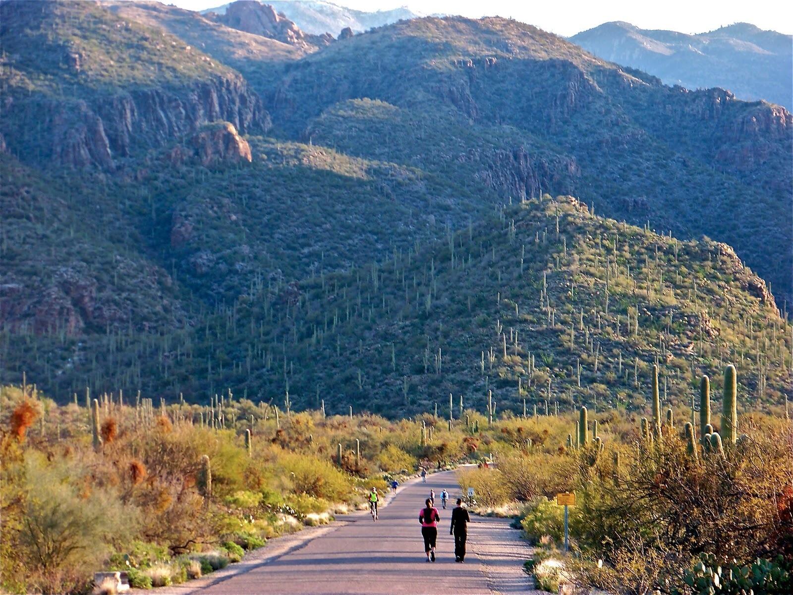 Picture of Sabino Canyon Recreation Area