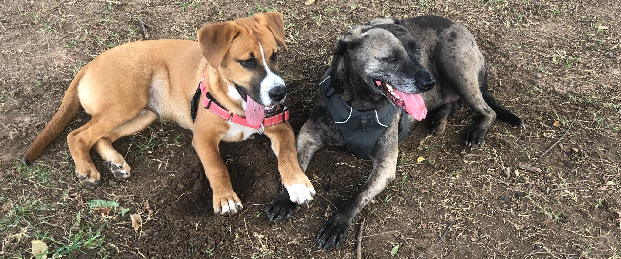 Picture of Dog Park Meet Cute