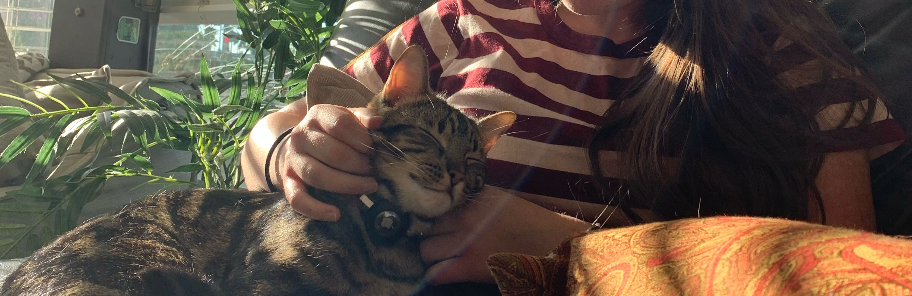 Picture of Figgy