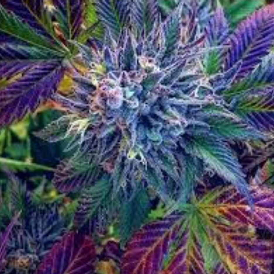 Picture of Check out a dispensary...