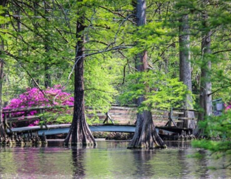 Picture of Swan Lake Iris Gardens 