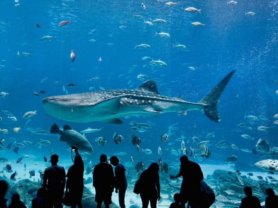 Picture of The Dallas World Aquarium