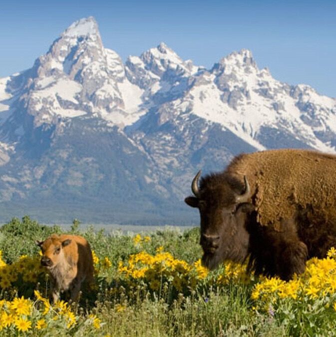 Picture of Grand Teton National Park