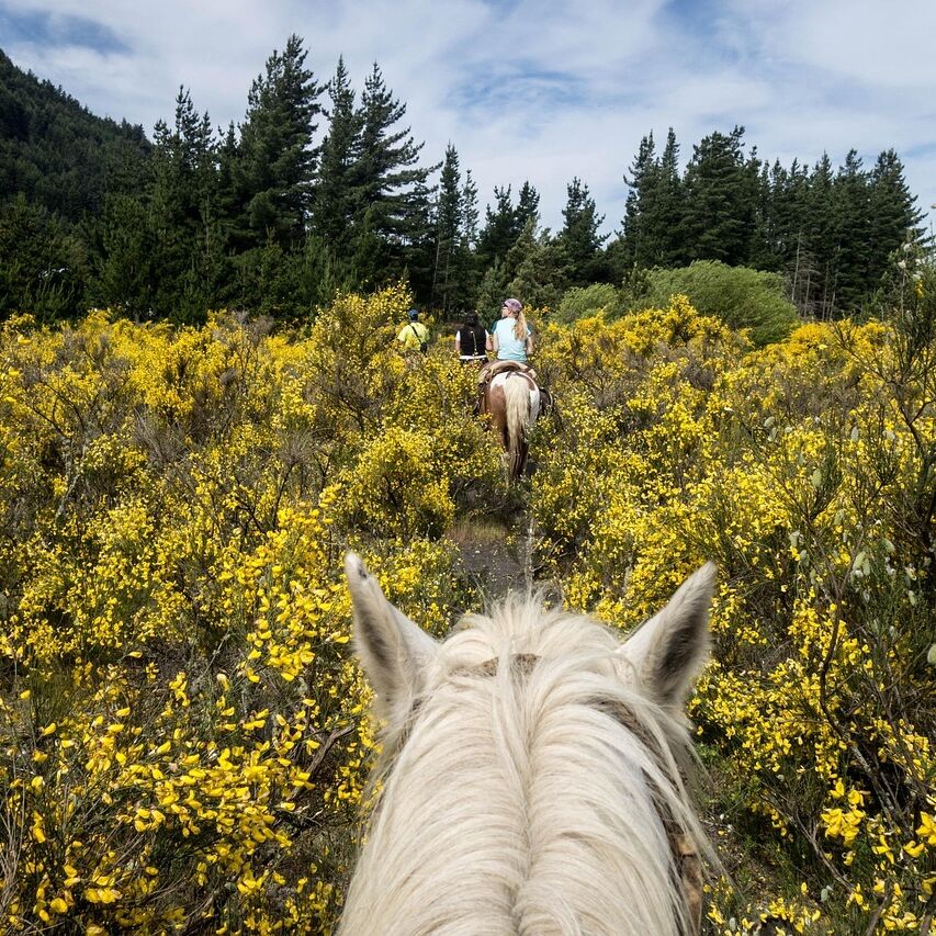 Picture of Whispering Springs Horse Farm