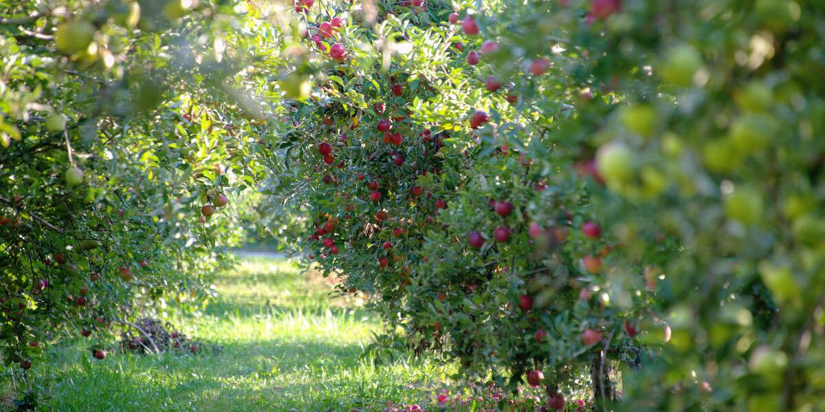 Picture of Cook's Orchard