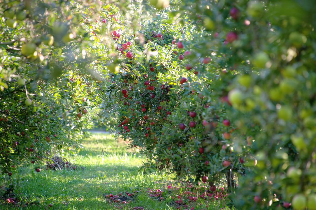 Picture of Cook's Orchard