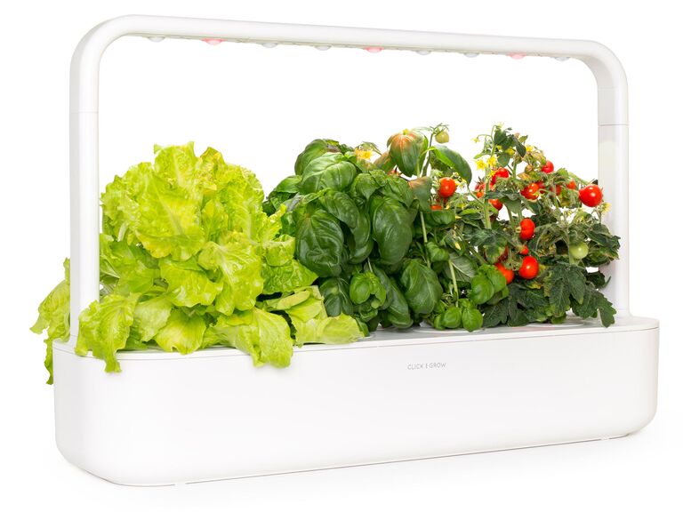 Self-growing garden gift idea for parents anniversary gift