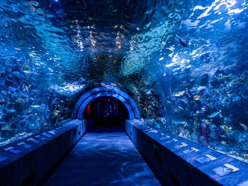 Picture of Newport Aquarium