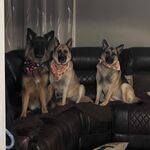 Bailey, Kya, and Triton