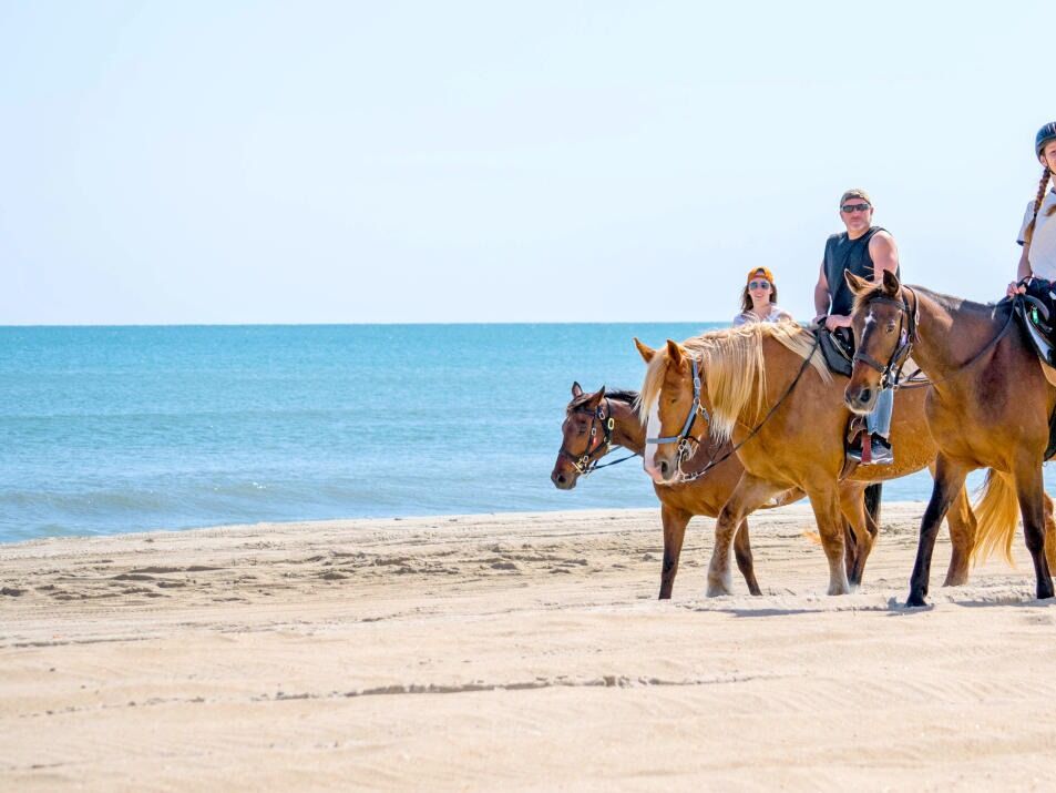 Picture of Equine Adventures
