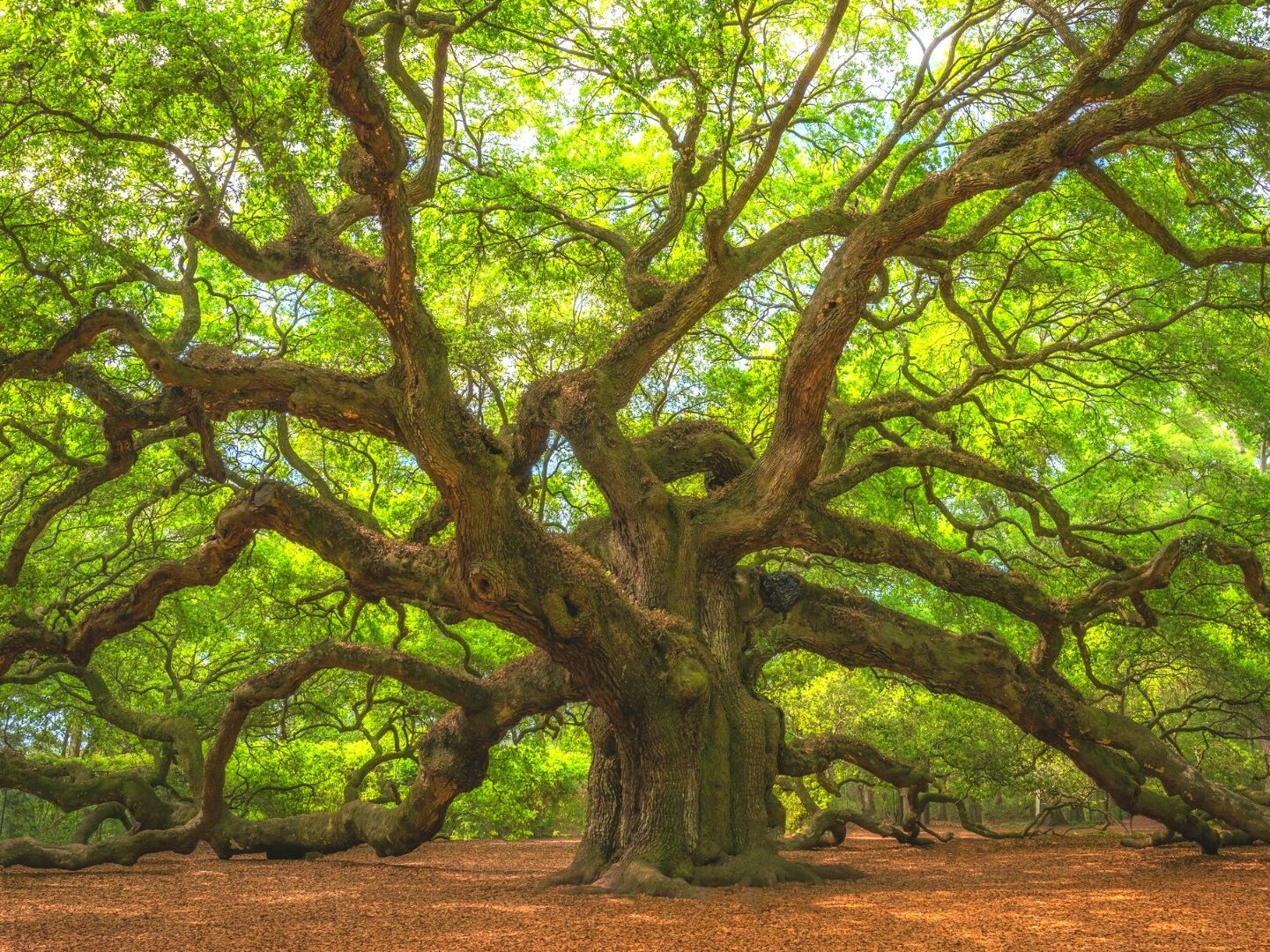 Picture of Angel Oak Tree