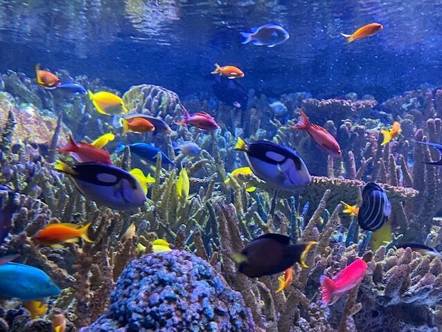 Picture of New England Aquarium