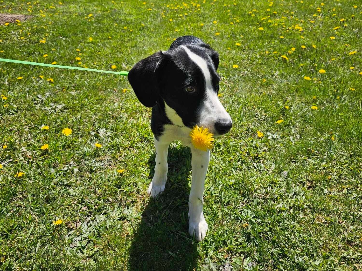 Picture of Our Puppy