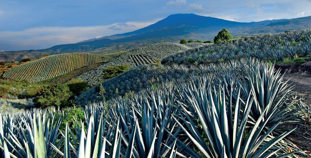 Picture of Tequila, Jalisco