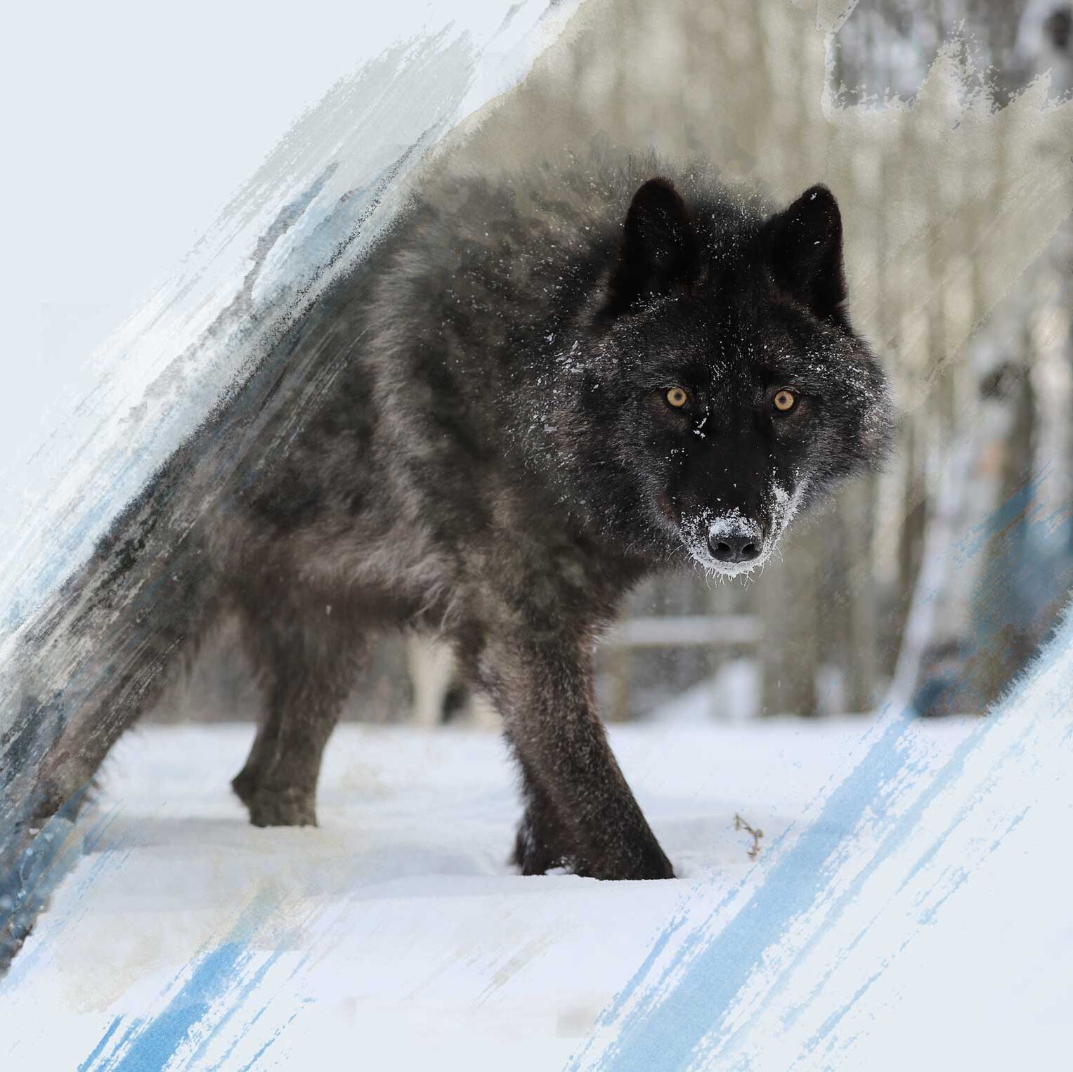Picture of Yamnuska Wolfdog Sanctuary