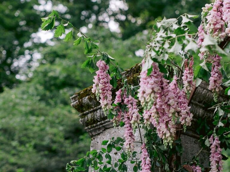 wisteria vine