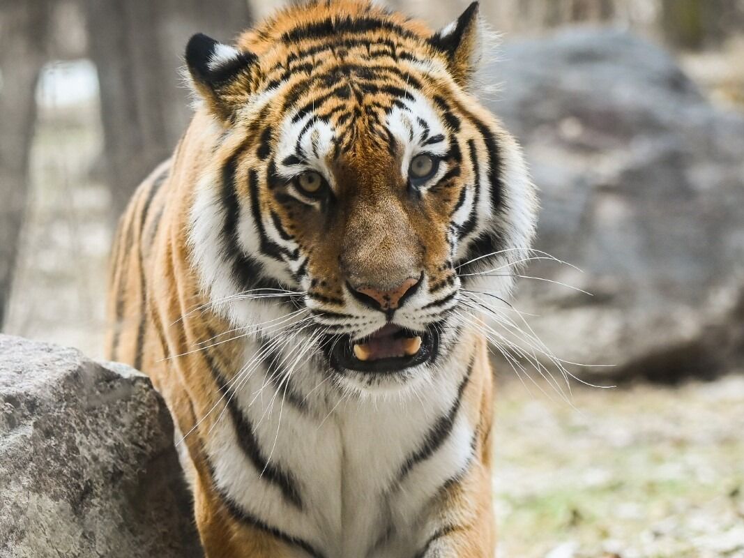 Picture of Dakota Zoo