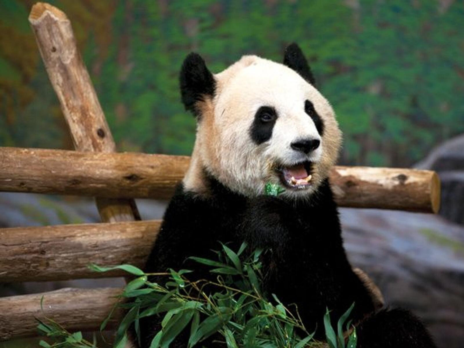 Picture of Toronto Zoo