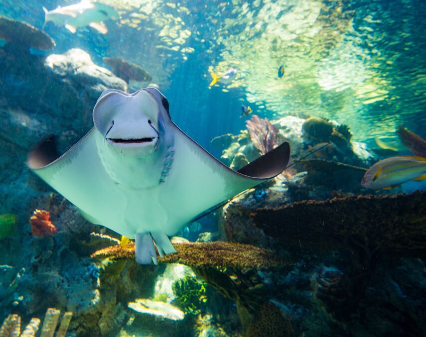 Picture of Aquarium Of The Pacific