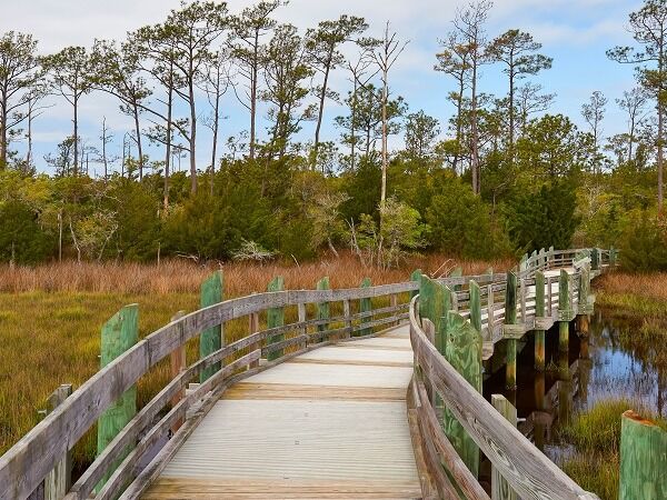 Picture of Croatan National Forest