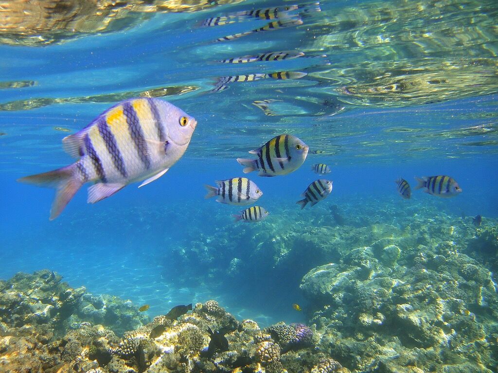 Picture of Do a Dive or Snorkel in Sosúa Bay
