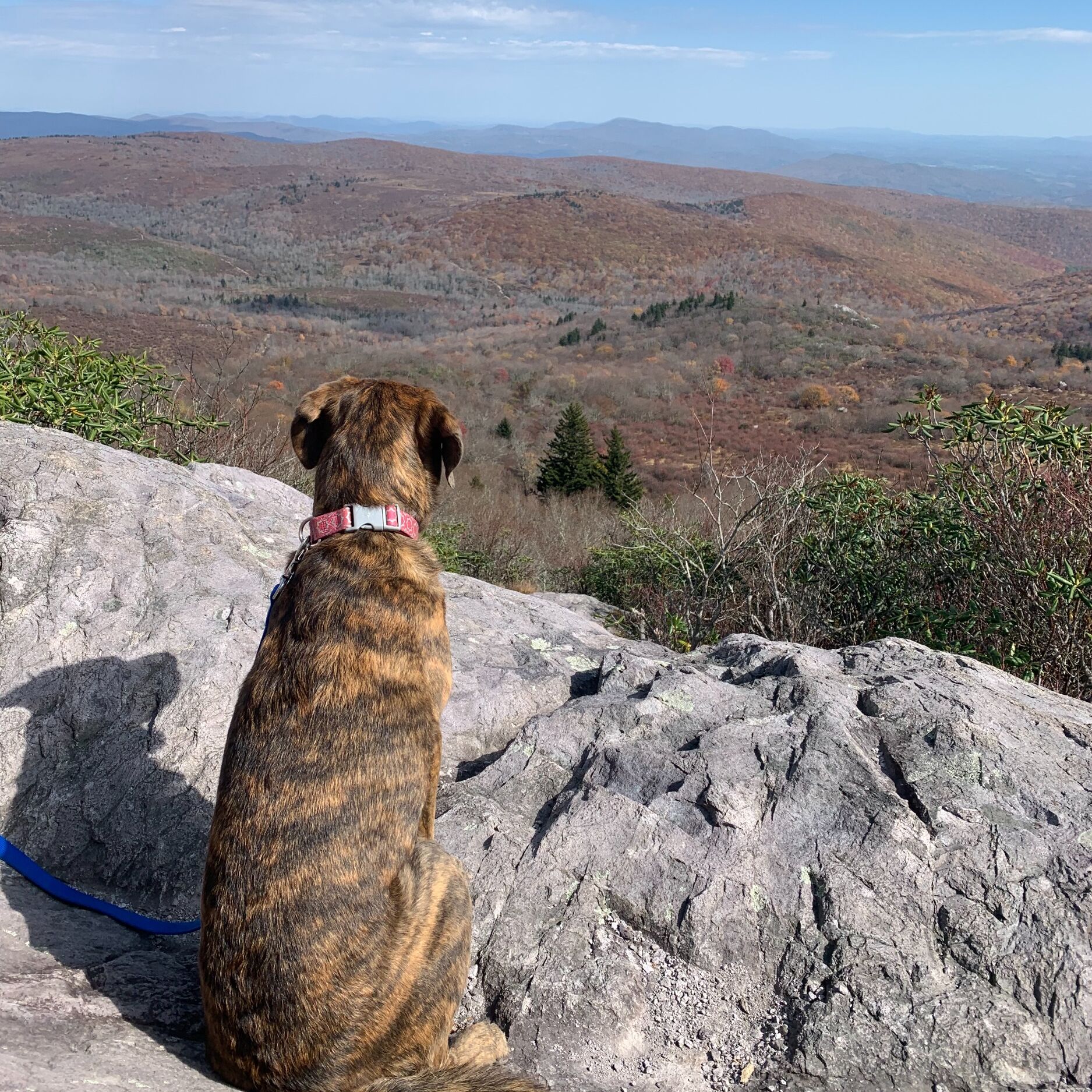 Picture of Grayson Highlands State Park