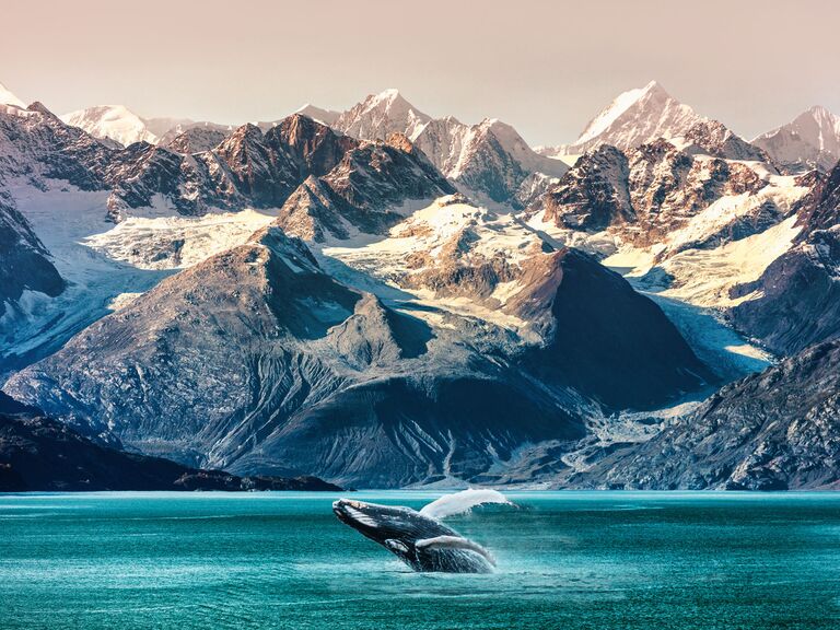 whale jumping in Alaska