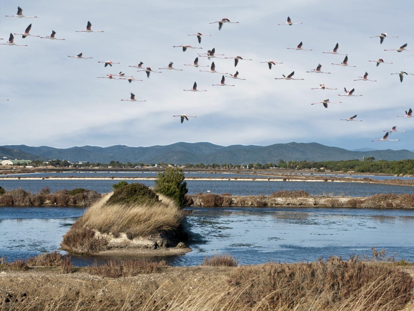 Picture of Catch a glimpse of pink flamingos