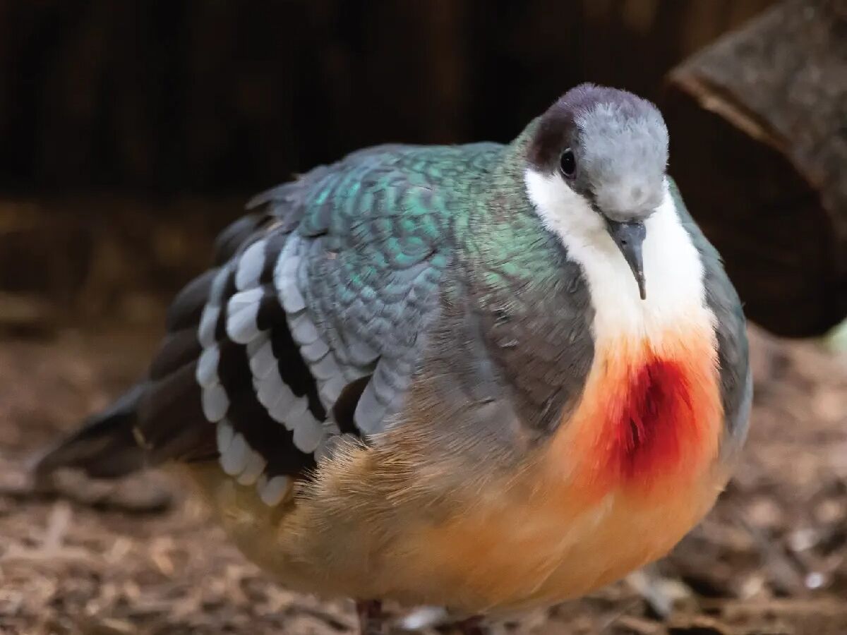 Picture of Saint Louis Zoo