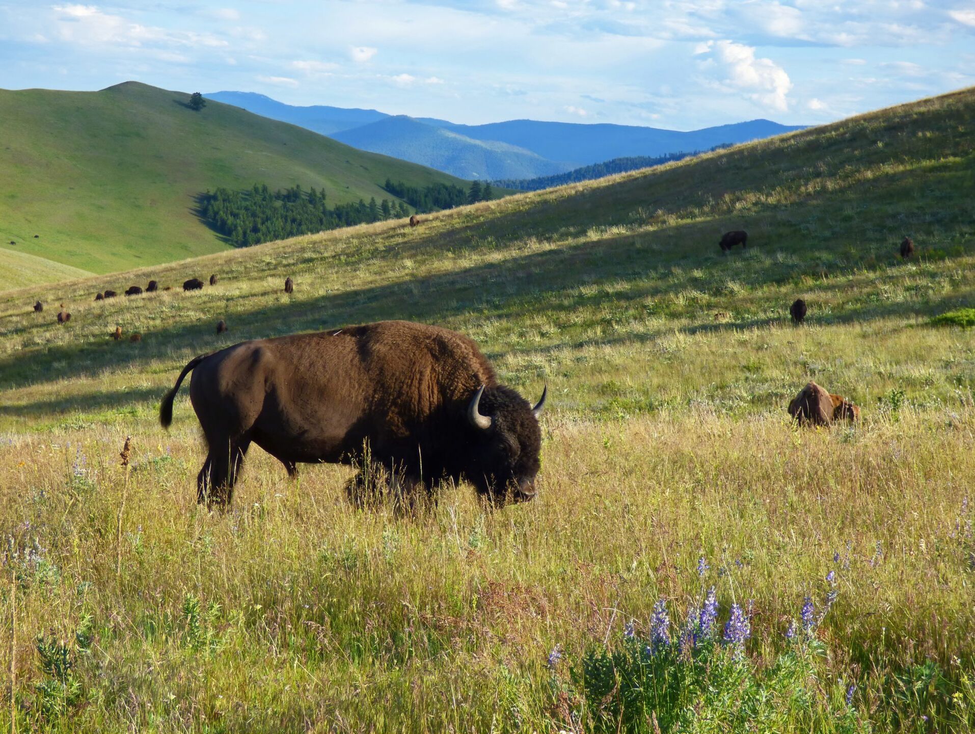 Picture of Bison Range 