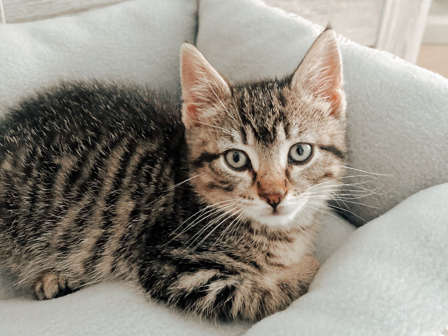 Picture of Jacob Let Callie Get a Cat 