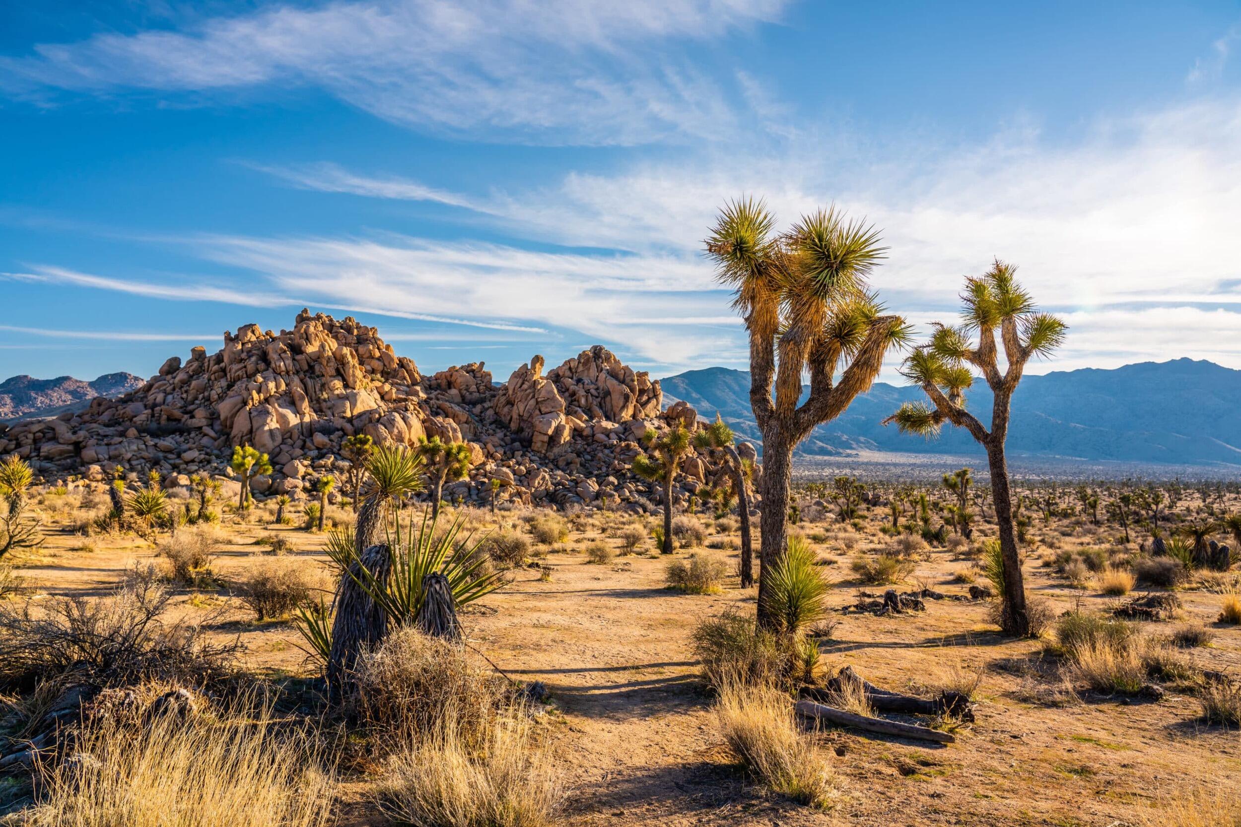 Picture of Joshua Tree National Park