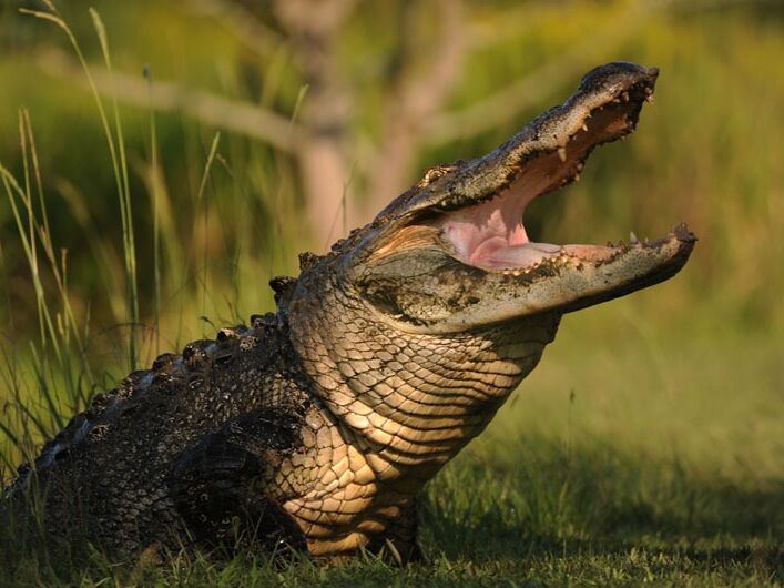 Picture of Alligator Alley